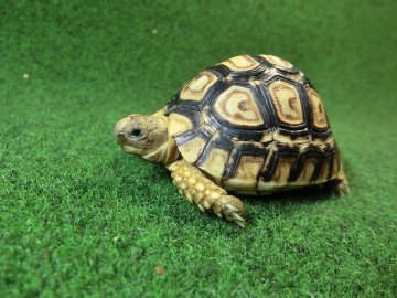 バブコックヒョウモンガメベビーCB個体  89番の画像
