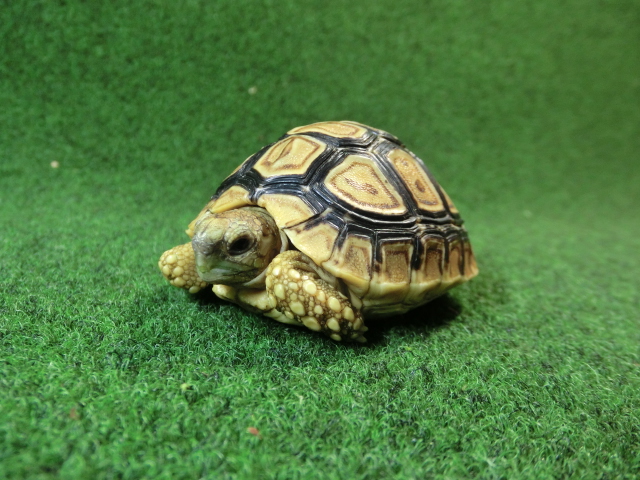 バブコックヒョウモンガメベビーCB個体  90番の画像