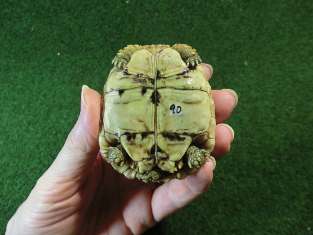 バブコックヒョウモンガメベビーCB個体  90番の画像