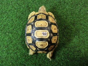 バブコックヒョウモンガメベビーCB個体  90番の画像