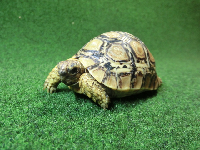 バブコックヒョウモンガメSサイズCB個体  92番の画像
