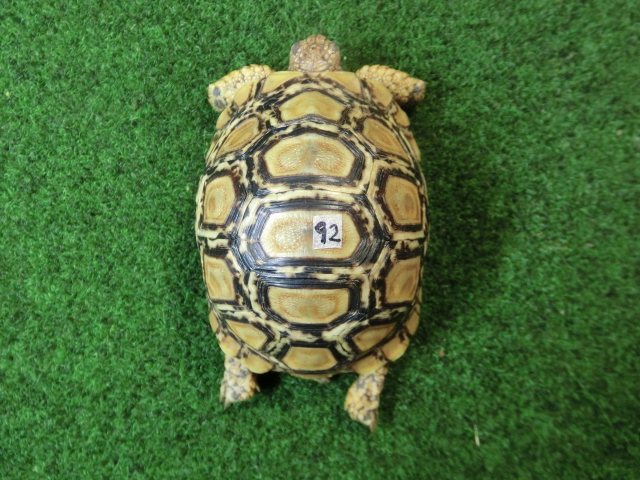 バブコックヒョウモンガメSサイズCB個体  92番の画像