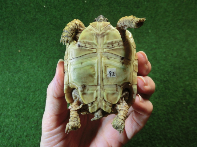 バブコックヒョウモンガメSサイズCB個体  92番の画像