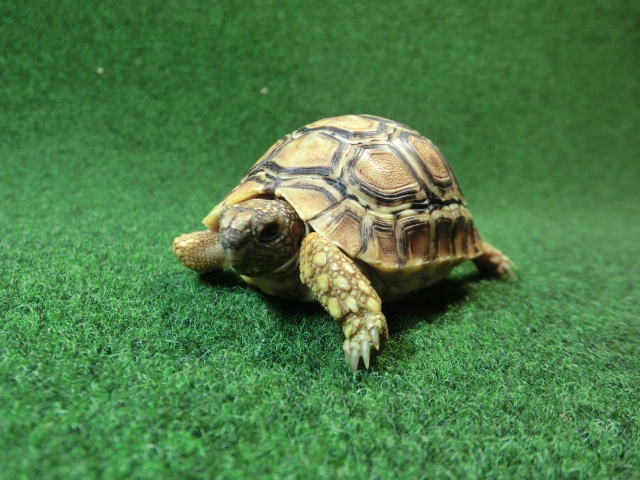 バブコックヒョウモンガメSサイズCB個体  93番の画像