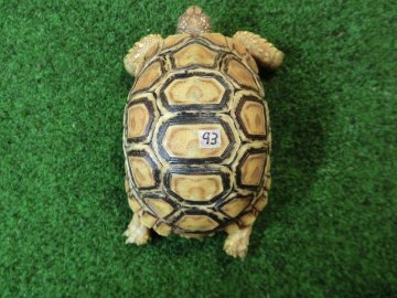 バブコックヒョウモンガメSサイズCB個体  93番の画像