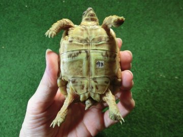バブコックヒョウモンガメSサイズCB個体  93番の画像
