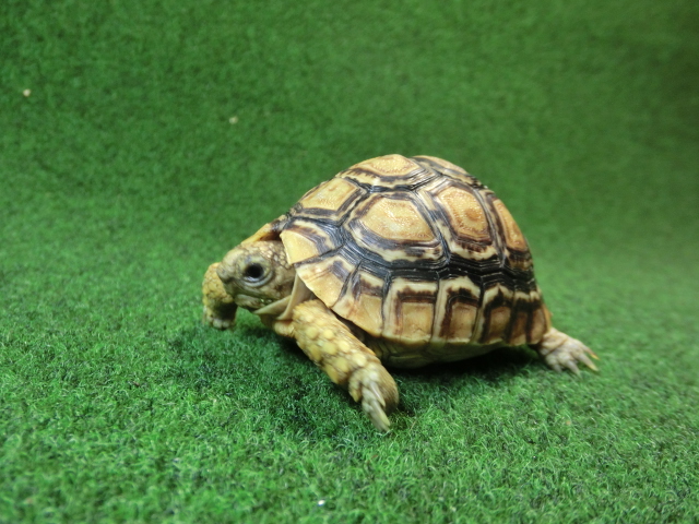 バブコックヒョウモンガメSサイズCB個体  94番の画像