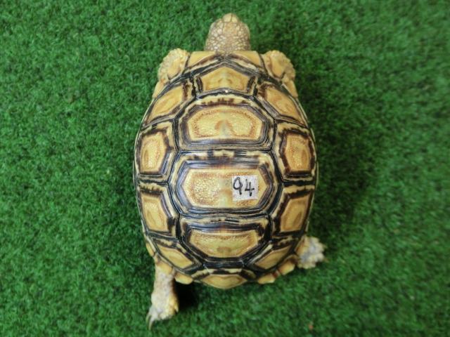 バブコックヒョウモンガメSサイズCB個体  94番の画像