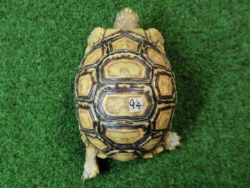 バブコックヒョウモンガメSサイズCB個体  94番の画像