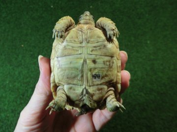 バブコックヒョウモンガメSサイズCB個体  94番の画像