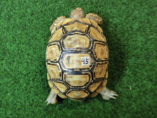 バブコックヒョウモンガメSサイズCB個体  95番の画像