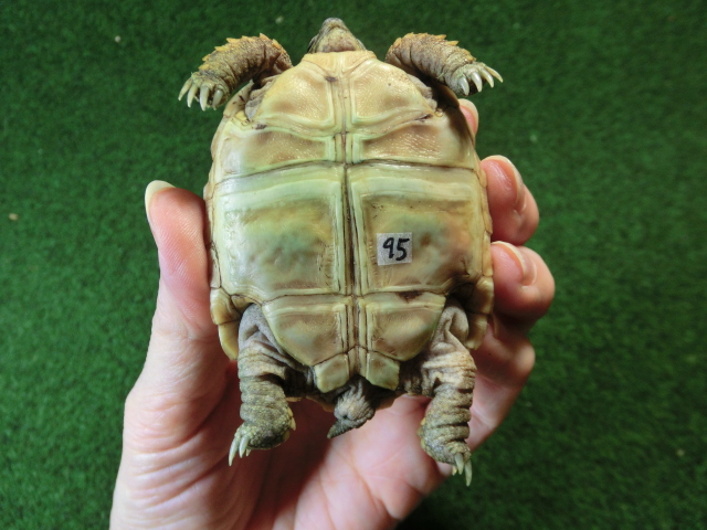 バブコックヒョウモンガメSサイズCB個体  95番の画像
