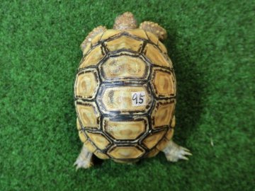 バブコックヒョウモンガメSサイズCB個体  95番の画像