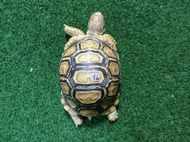 バブコックヒョウモンガメSサイズCB個体  96番の画像