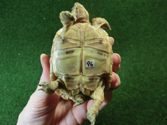 バブコックヒョウモンガメSサイズCB個体  96番の画像