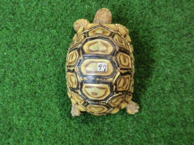 バブコックヒョウモンガメSサイズCB個体  97番の画像