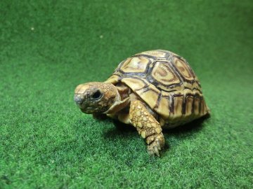 バブコックヒョウモンガメSサイズCB個体  97番の画像