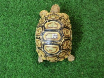 バブコックヒョウモンガメSサイズCB個体  97番の画像