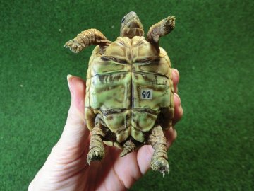 バブコックヒョウモンガメSサイズCB個体  97番の画像