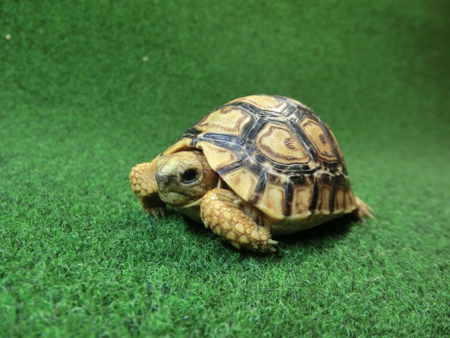 バブコックヒョウモンガメSサイズCB個体  98番の画像