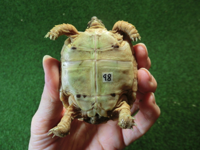 バブコックヒョウモンガメSサイズCB個体  98番の画像
