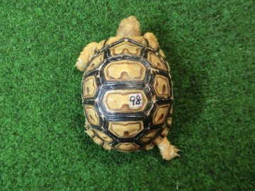 バブコックヒョウモンガメSサイズCB個体  98番の画像