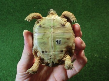 バブコックヒョウモンガメSサイズCB個体  98番の画像
