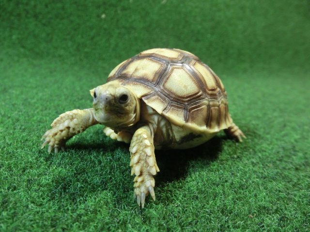 ケヅメリクガメベビー トーゴ産CB個体38番 の画像