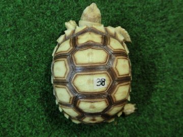 ケヅメリクガメベビー トーゴ産CB個体38番 の画像