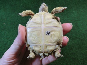 ケヅメリクガメベビー トーゴ産CB個体38番 の画像