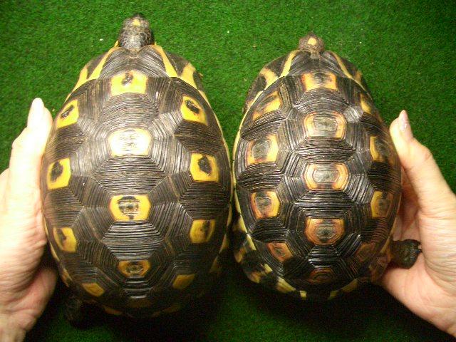 ソリガメ（アンギュラータリクガメ）ペアの画像