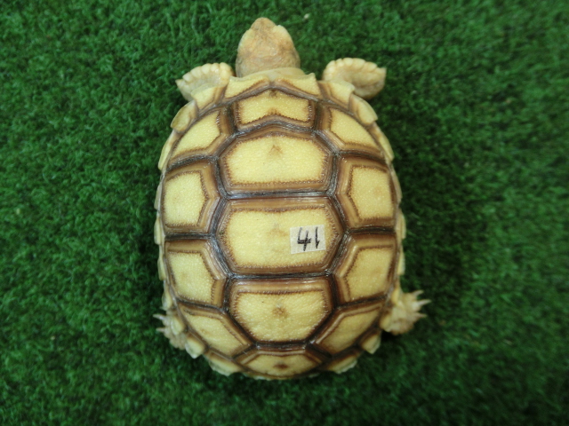 ケヅメリクガメベビー トーゴ産CB個体41番 の画像