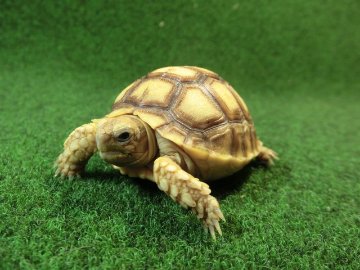 ケヅメリクガメベビー トーゴ産CB個体41番 の画像