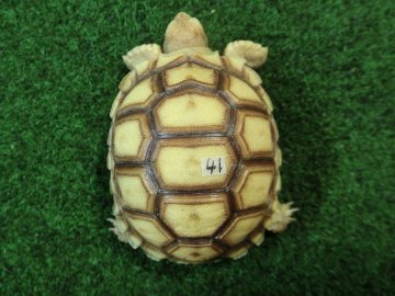 ケヅメリクガメベビー トーゴ産CB個体41番 の画像