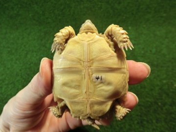 ケヅメリクガメベビー トーゴ産CB個体41番 の画像