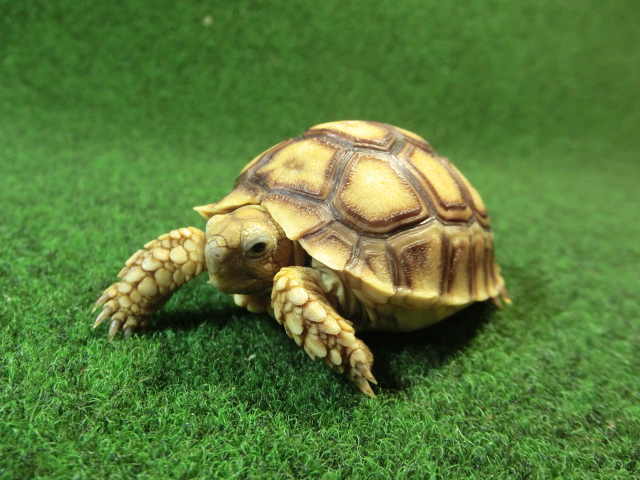 ケヅメリクガメベビー トーゴ産CB個体43番 の画像