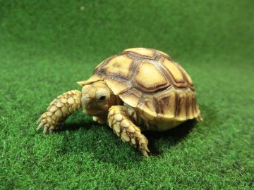 ケヅメリクガメベビー トーゴ産CB個体43番 の画像