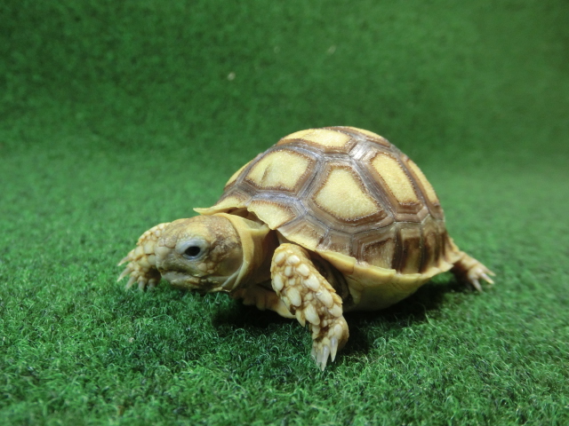 ケヅメリクガメベビー トーゴ産CB個体44番 の画像