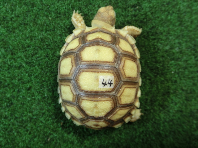 ケヅメリクガメベビー トーゴ産CB個体44番 の画像