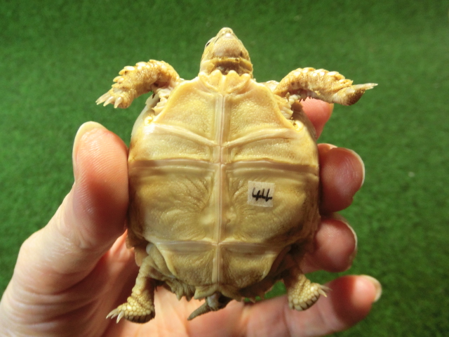 ケヅメリクガメベビー トーゴ産CB個体44番 の画像
