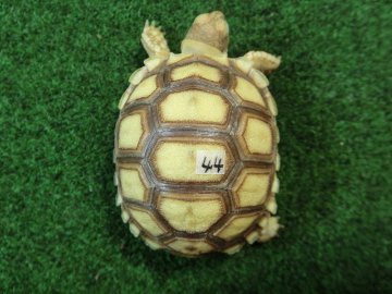 ケヅメリクガメベビー トーゴ産CB個体44番 の画像