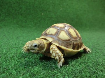 ケヅメリクガメベビー トーゴ産CB個体44番 の画像