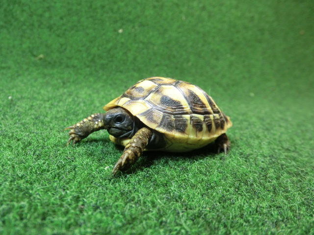 ヘルマンリクガメベビーEUCB個体 59番の画像