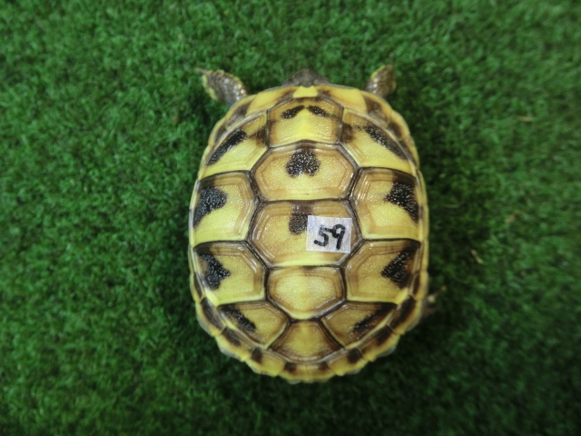 ヘルマンリクガメベビーEUCB個体 59番の画像