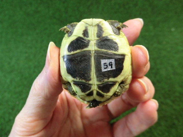 ヘルマンリクガメベビーEUCB個体 59番の画像
