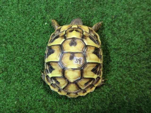 ヘルマンリクガメベビーEUCB個体 59番の画像