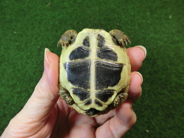 ヘルマンリクガメベビーEUCB個体 59番の画像
