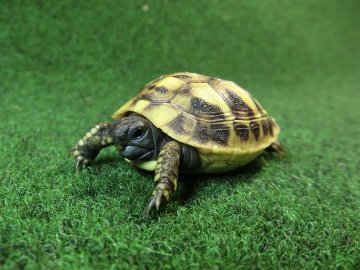 ヘルマンリクガメベビーEUCB個体 59番の画像