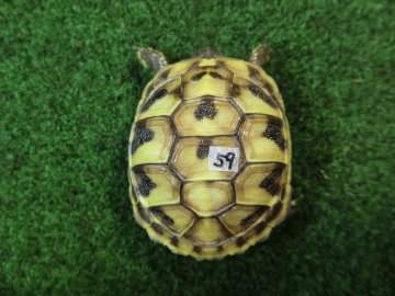 ヘルマンリクガメベビーEUCB個体 59番の画像