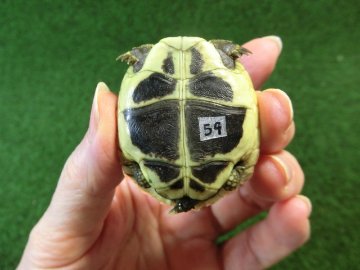 ヘルマンリクガメベビーEUCB個体 59番の画像